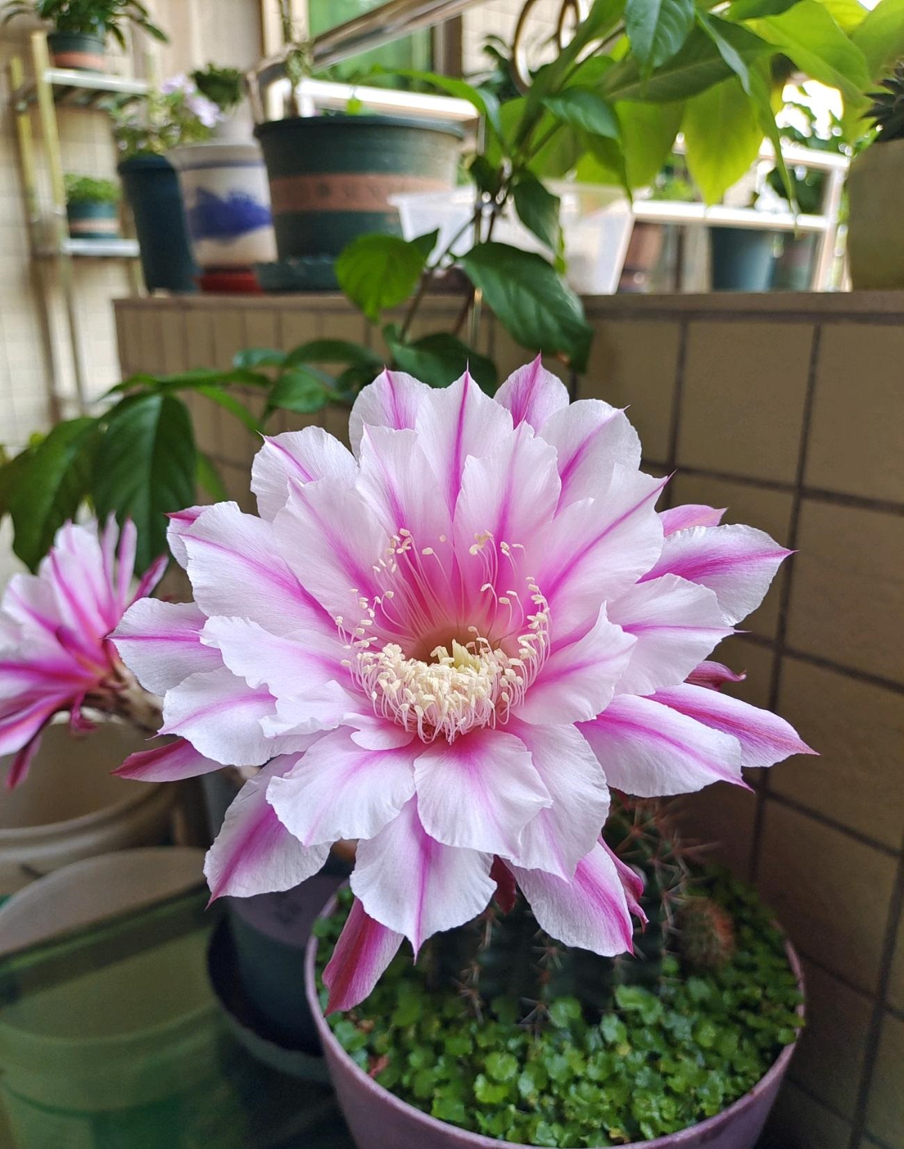 9种很会开花的仙人球，个个颜值高、开花勤奋，养护也简单