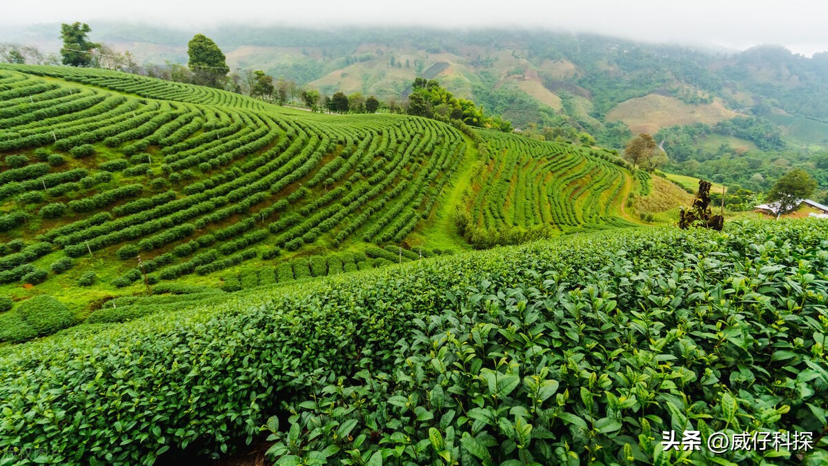 2020年农业最挣钱的商机,2023年在农村创业搞什么会赚钱