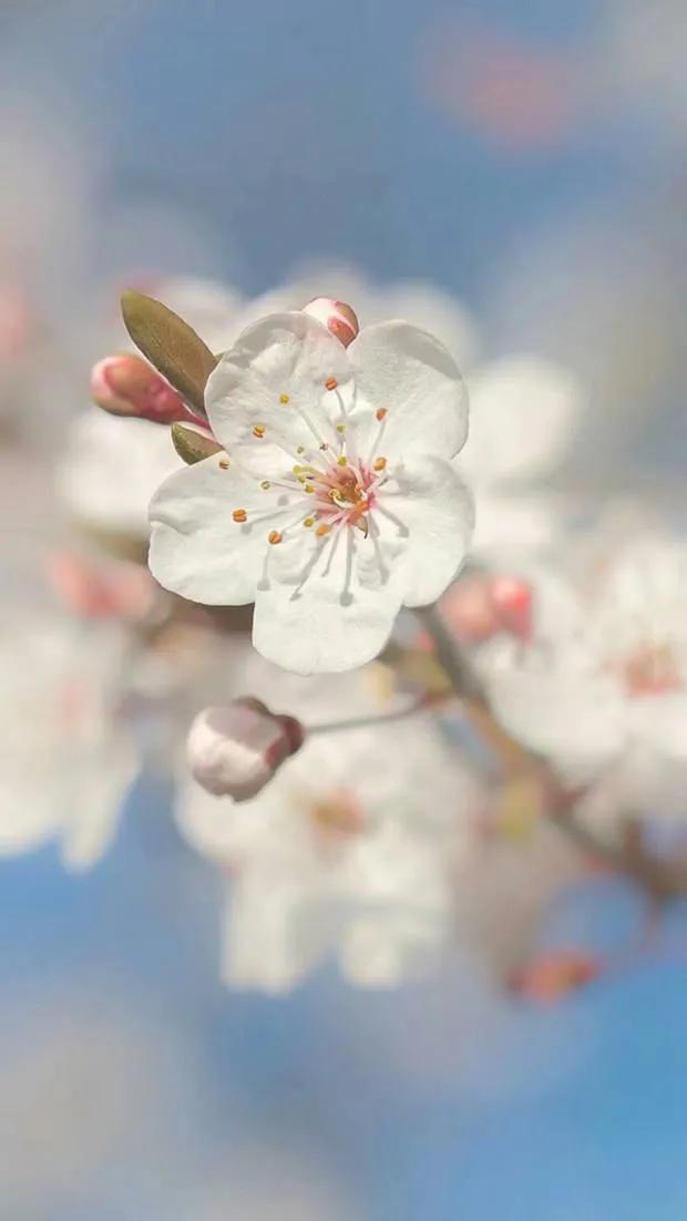 王安石咏菊其二原诗,梅花其二王安石古诗