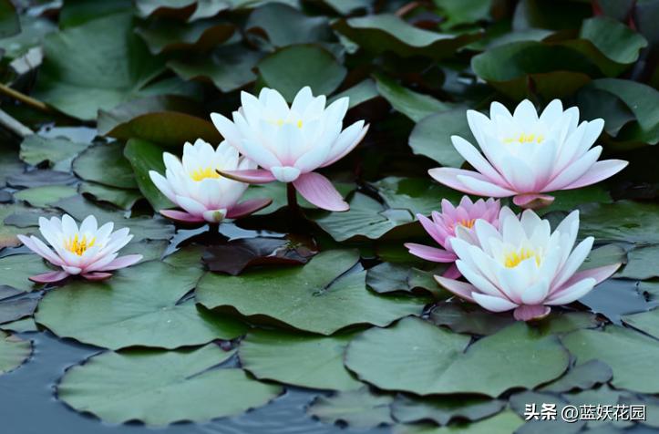 睡莲叶子发黄不开花怎么办,睡莲叶子发黄烂叶怎么办