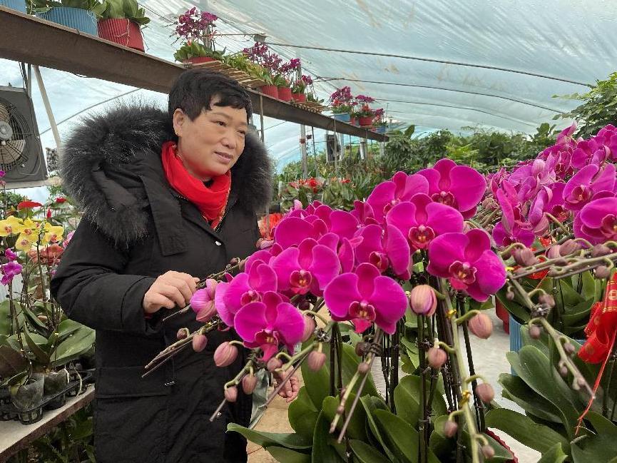 年宵花市场火热,鲁西南花卉市场有什么