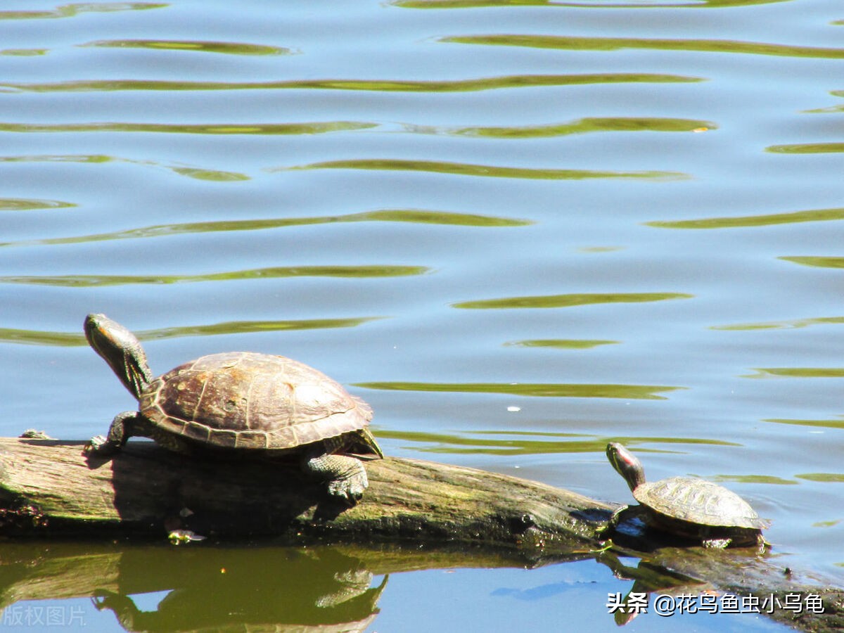 小乌龟应该吃些什么,小乌龟喂什么给它吃啊