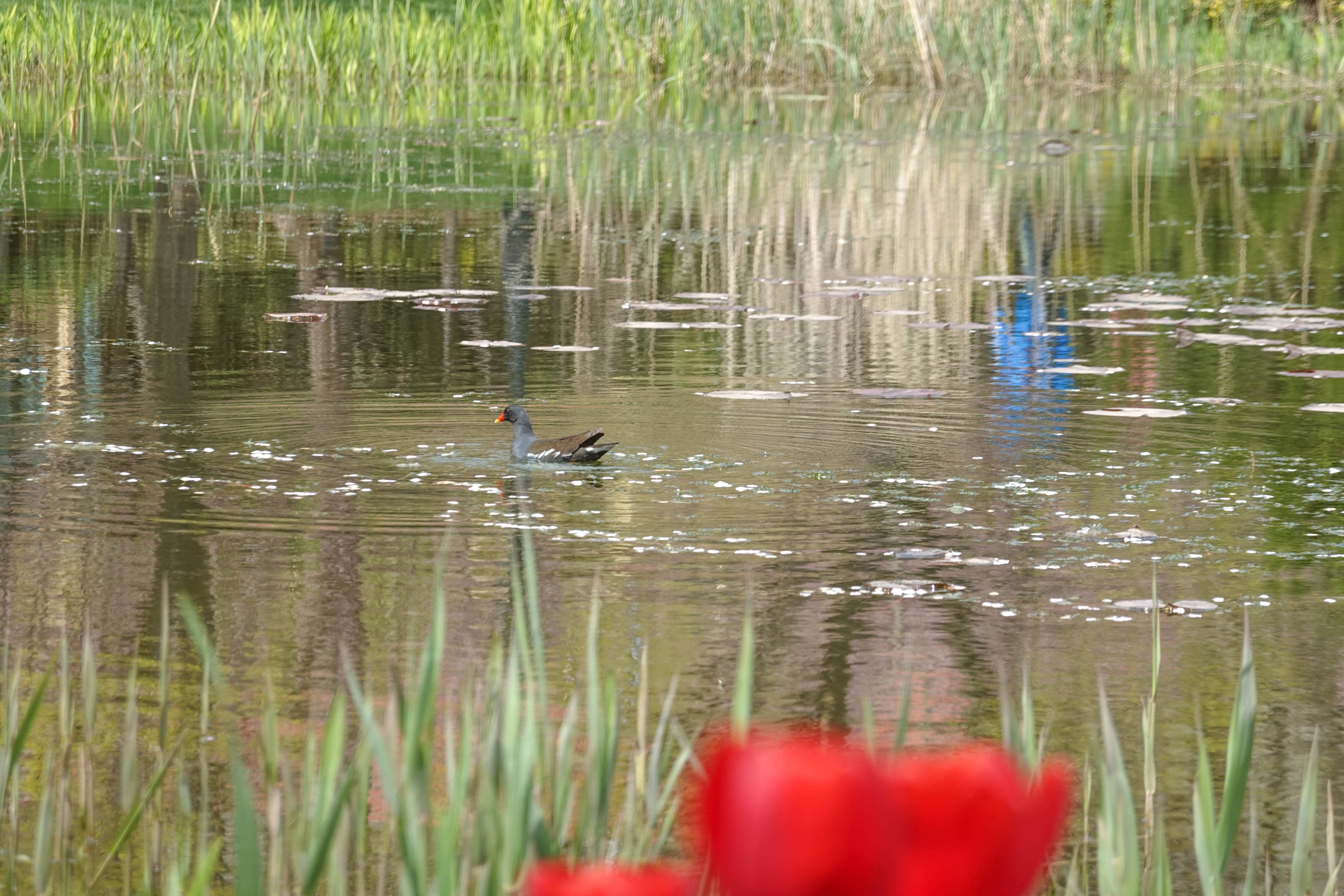 青岛中山公园赏花,青岛中山公园郁金香花海唯美浪漫