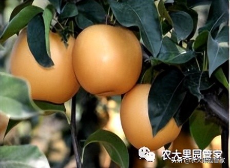 优质果树苗木品种介绍,最好的新品种苹果苗木