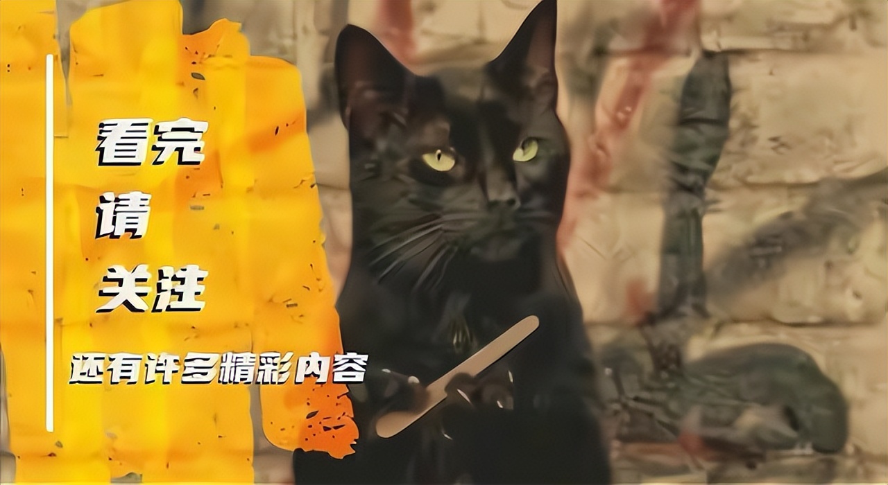 羽量级对战,羽量级最强抗击打