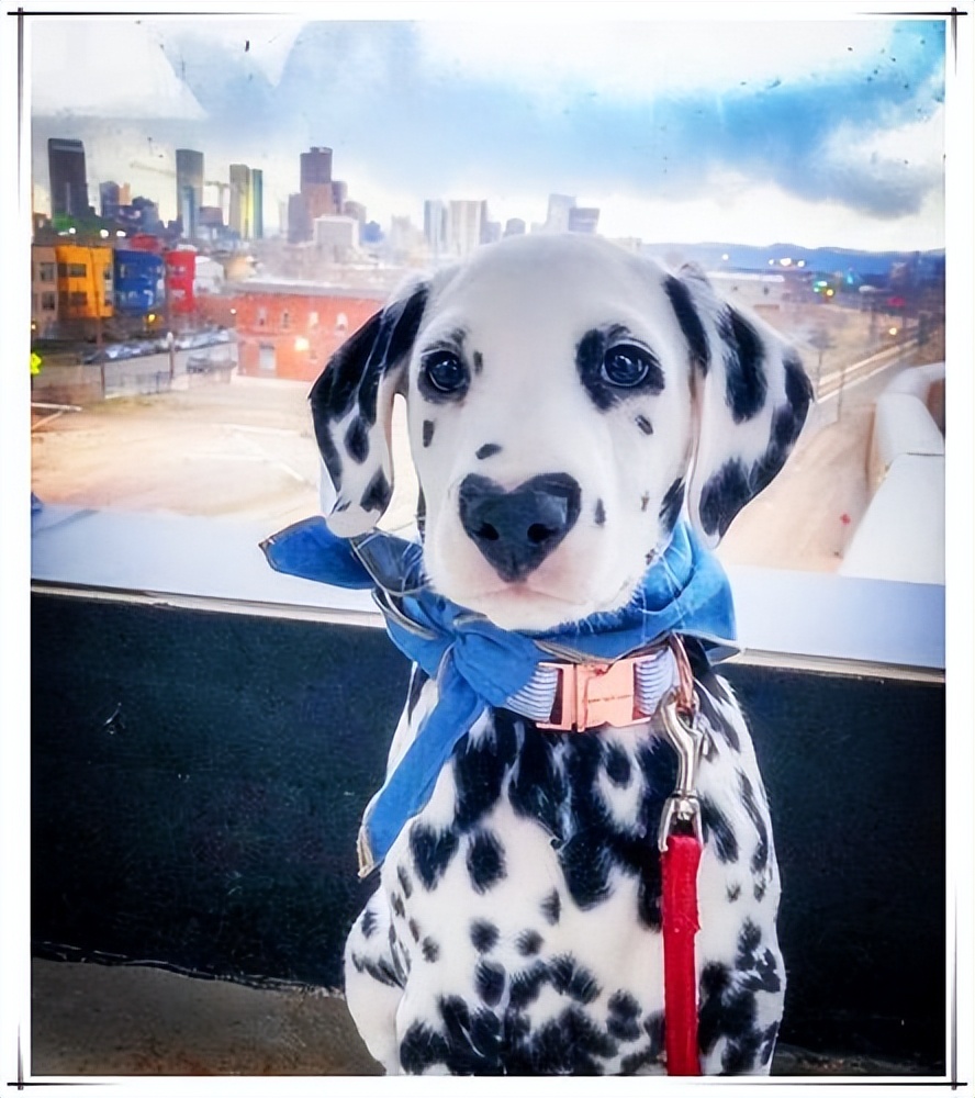 斑点狗属于什么类型犬,斑点狗为什么不常见了