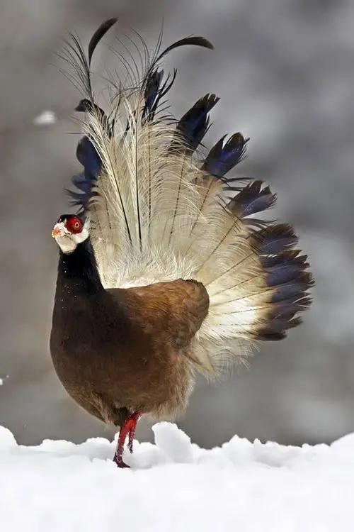 陕西农村出现巨型怪鸟,巨型鸡长500斤