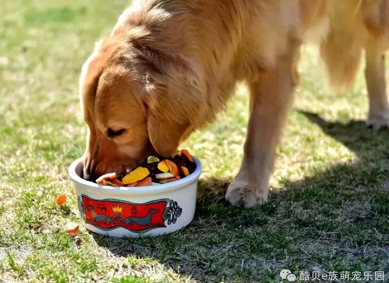 养狗的误区小狗不咬人,养狗误区123