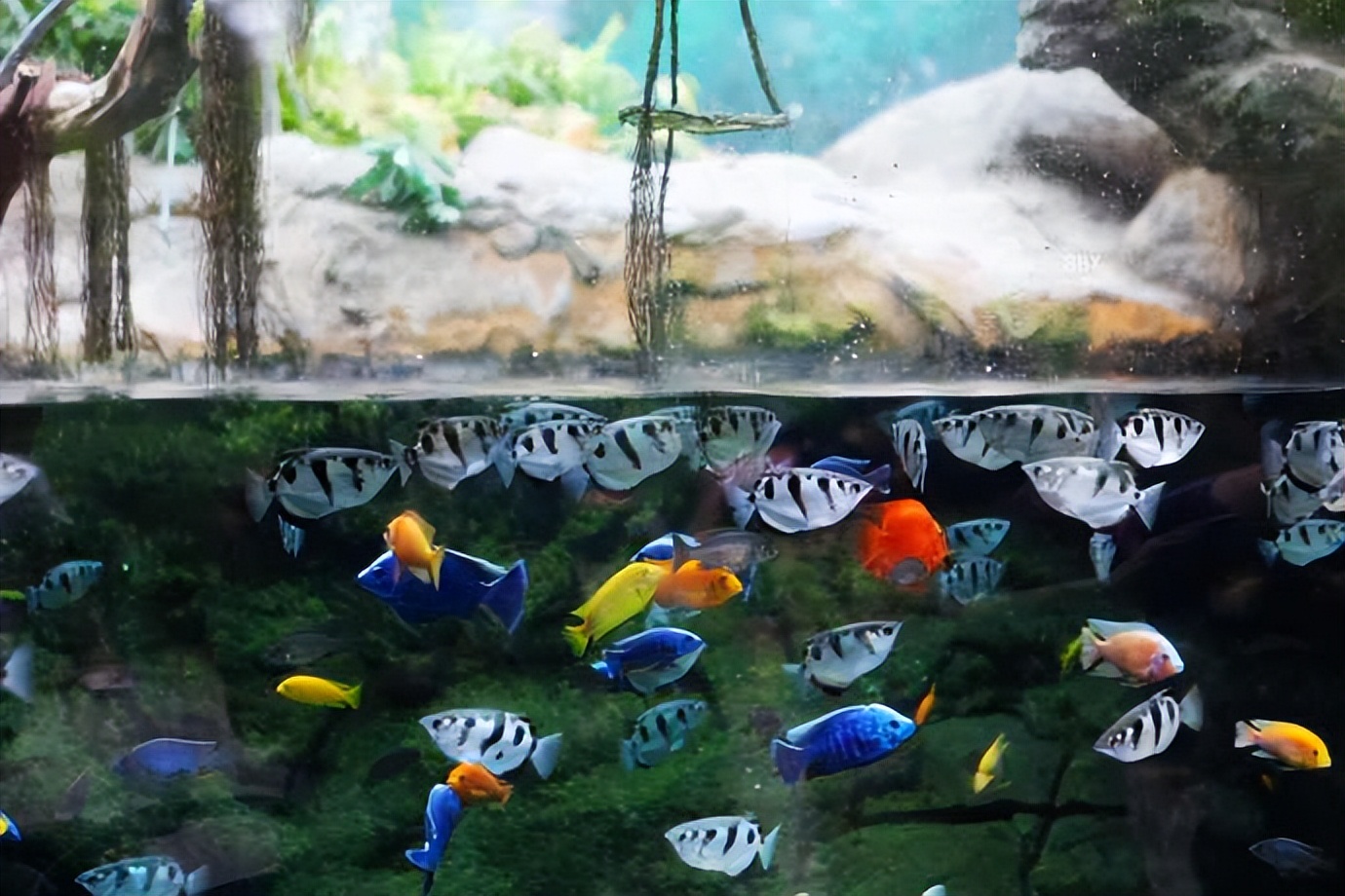 珠海长隆海洋王国水下走廊,世界级海洋乐园珠海长隆海洋王国