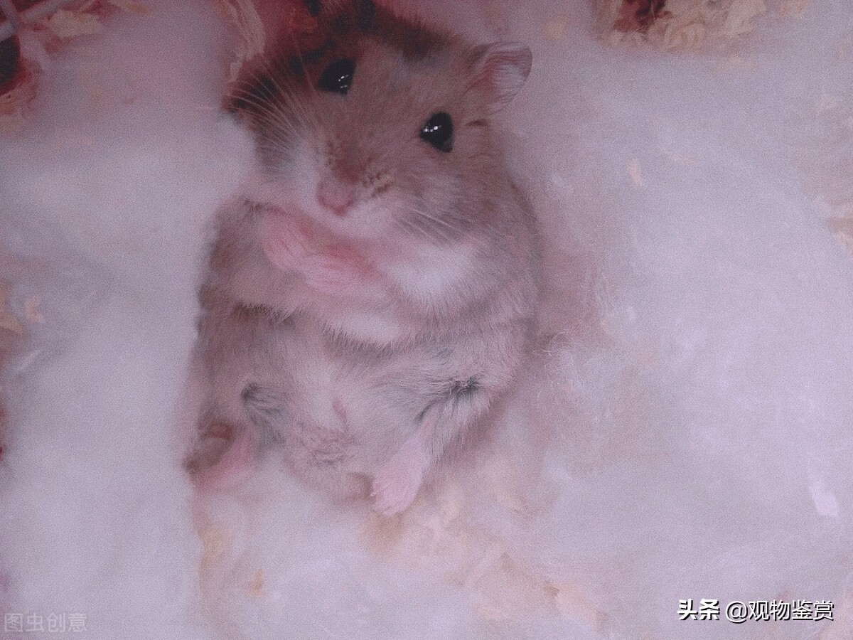 小仓鼠语言,仓鼠的哪些动作会提醒你什么