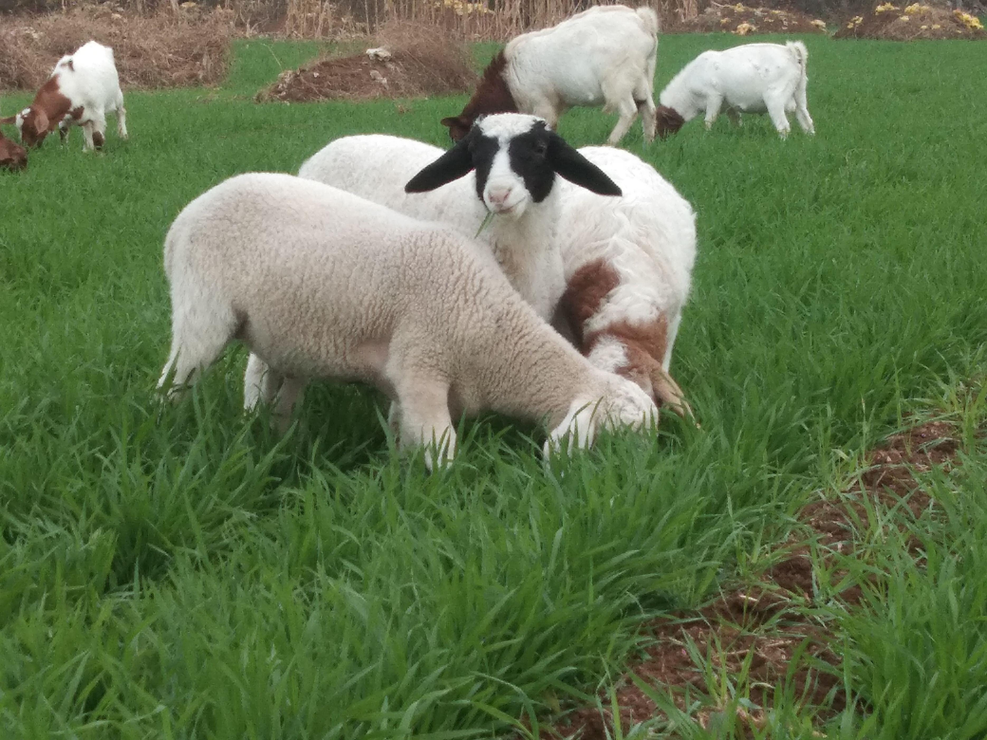 自媒体怎么养猪挣钱,新手做自媒体的领域选择哪个挣钱