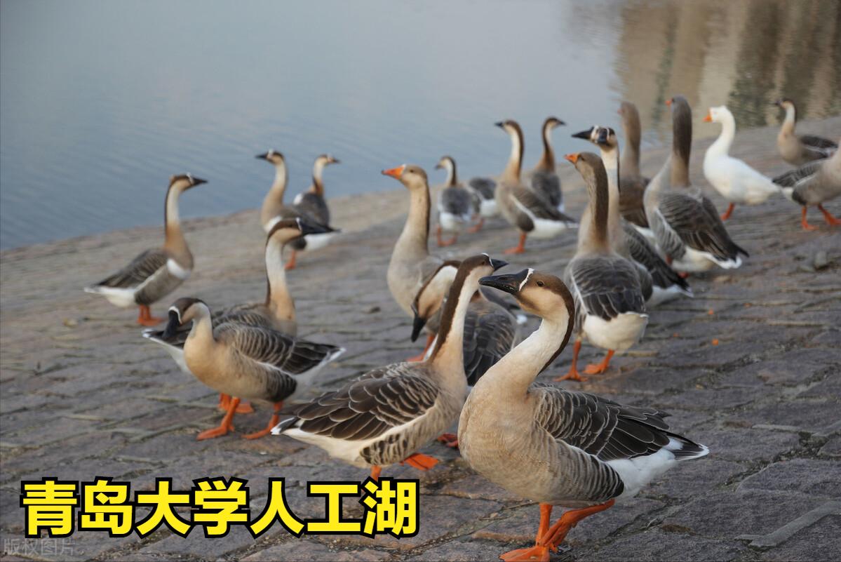 山东综合素质评价填无可以吗,山东综合素质评价生何时录取