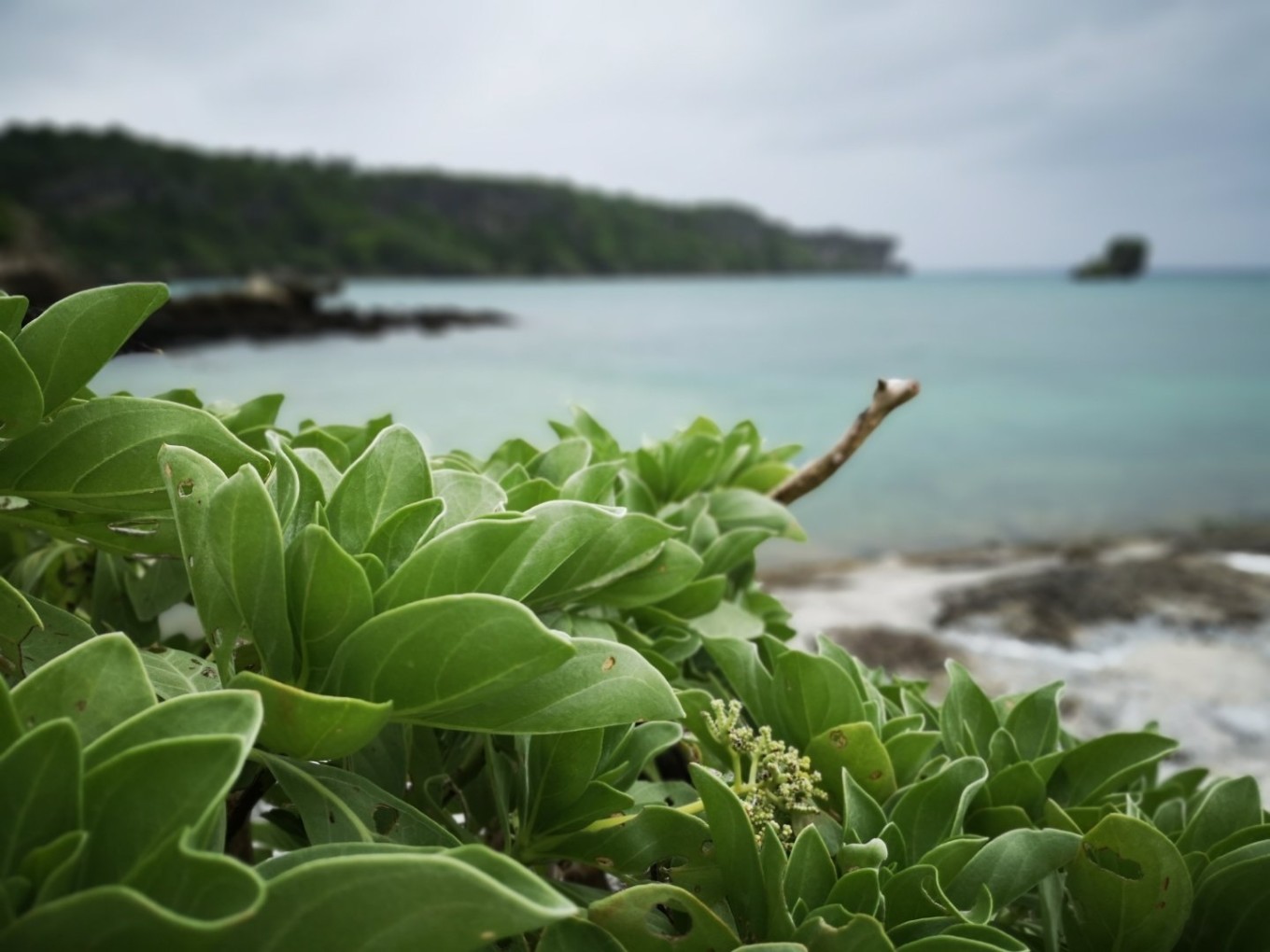 暑期档2019年,2019年暑期档