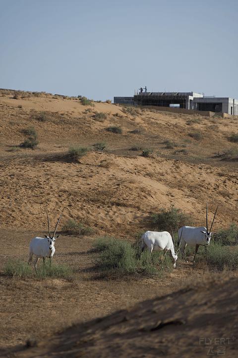 哈伊马角利兹卡尔顿,哈伊马角沙漠丽思卡尔顿酒店