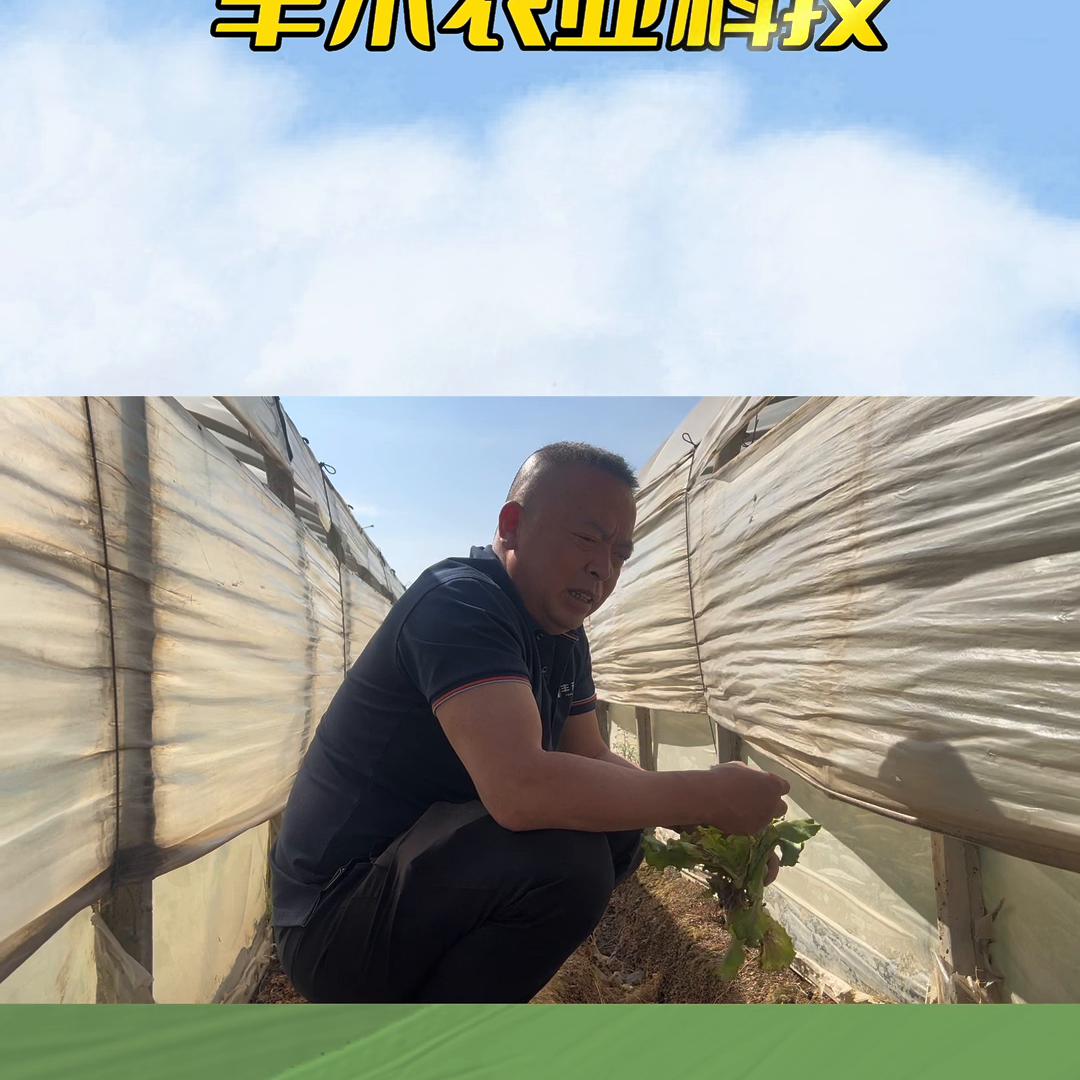 多学习，少走弯路莴苣类虫害组合，视频有点长耐心观看...