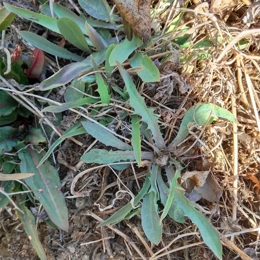 自带青霉素的三种食物,这6种食物含有天然青霉素