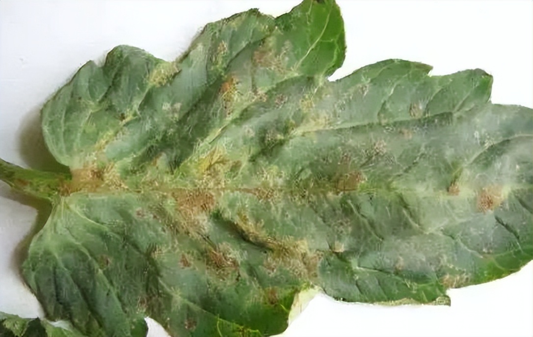 快速检测真菌感染,快速识别作物病害