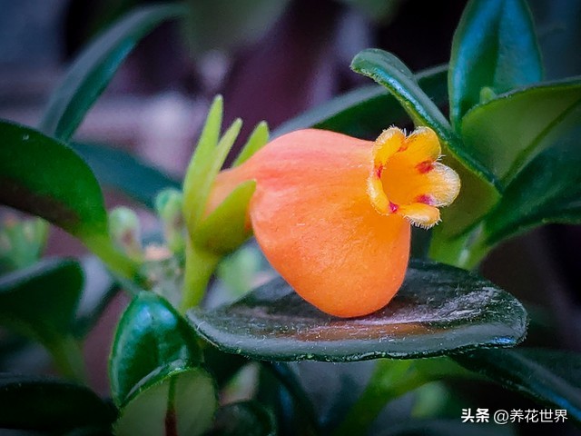 能开花又高大好养的植物,非常好养的一款开花植物
