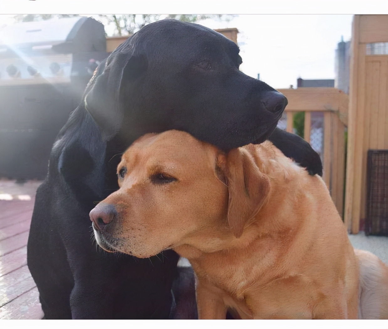 公狗和母狗交配时，可以强行把它们分开吗？