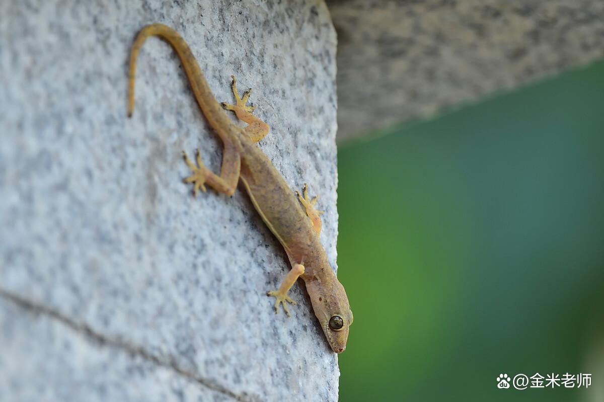 壁虎的五大特征,毫不起眼的壁虎为什么称五毒之首