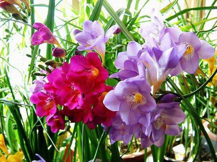 这3种花漂亮又好养1年能开300多天,5种花超好养漂亮上档次