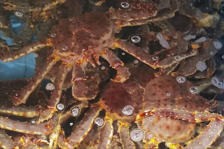 如何做好水产海鲜生意,海鲜店开店流程及费用