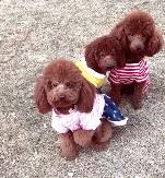 泰迪得了狂犬病的现象有哪些表现,泰迪幼犬会有狂犬病吗