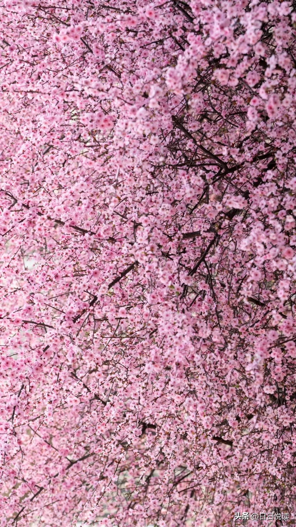 湖北荆州：石首“繁花”上大分↑即将刷爆朋友圈！