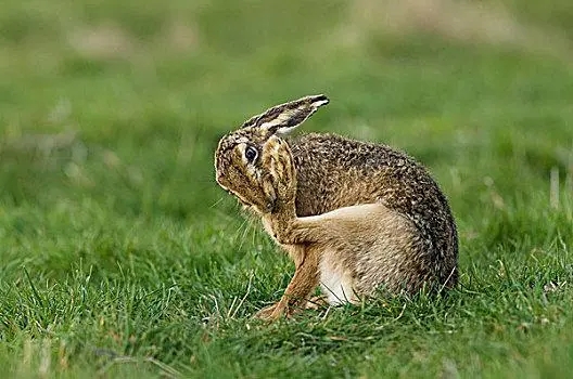 年轻和成年欧洲野兔股骨的形态特征、矿化和力学特性分析