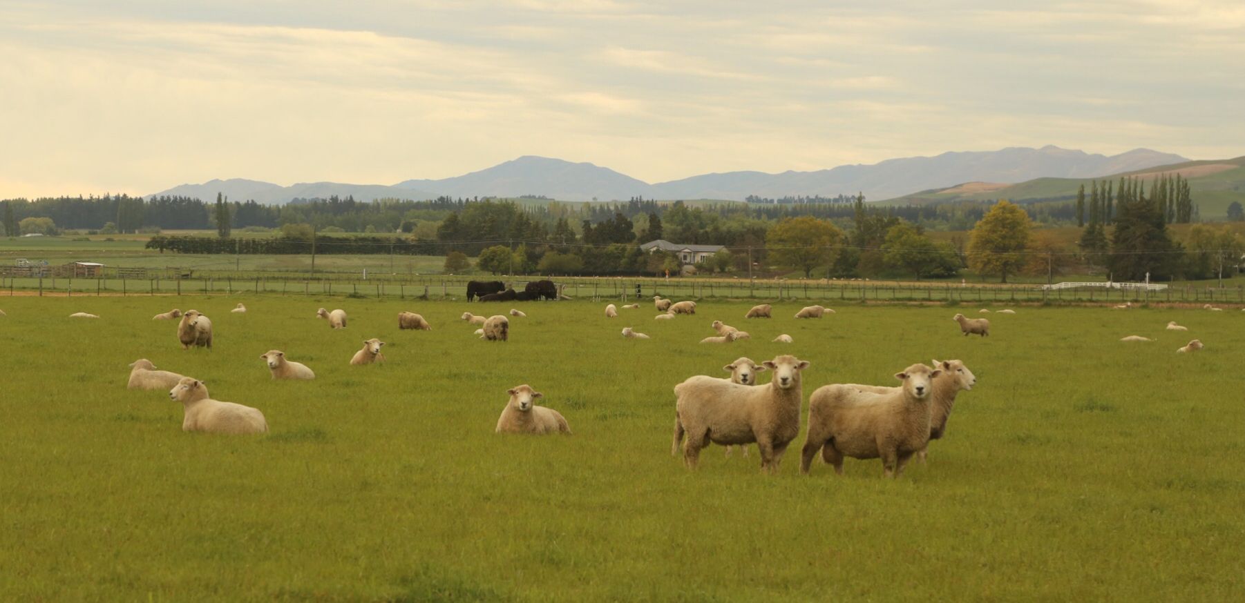 阳彩臂金龟为什么会灭绝,阳彩臂金龟真的灭绝了吗