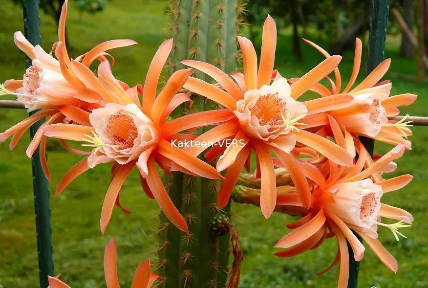 200种·仙人球开花图鉴，大开眼界，美到爆