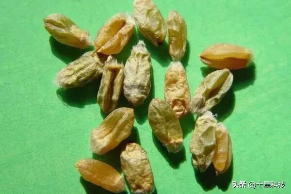 2023抗病高产小麦品种,河南抗倒伏高产小麦品种