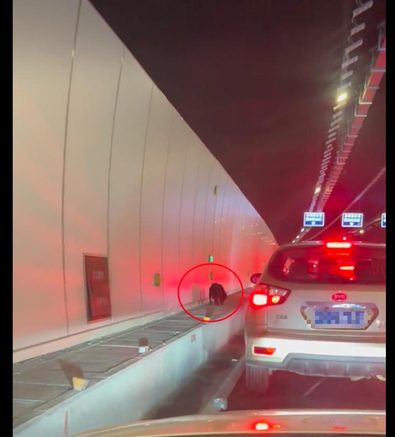 狗生活在隧道半年了,无数人投食却没人救,得知“死讯”后终行动