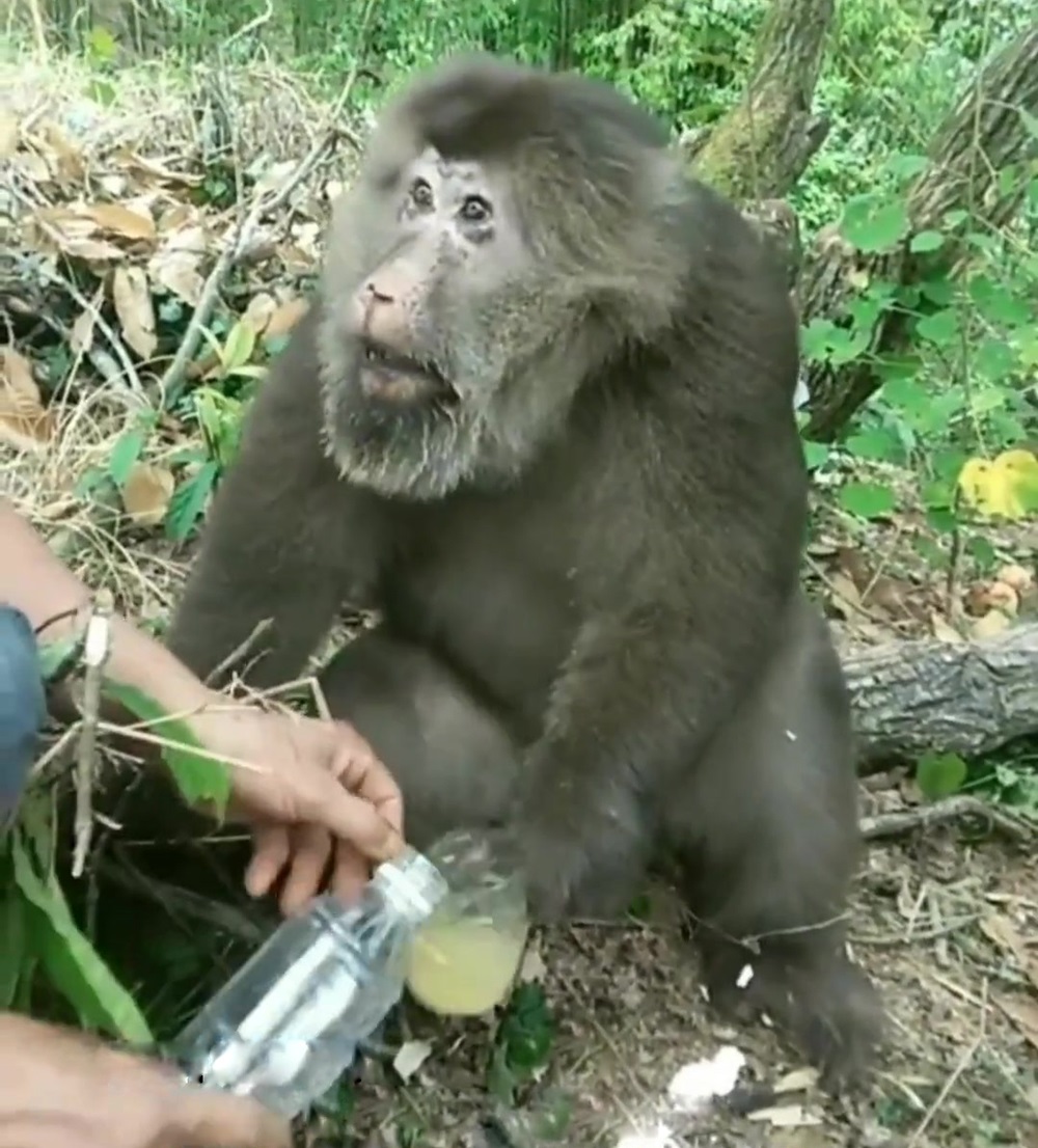 野生金丝猴被人围观,云南昭通发现金丝猴