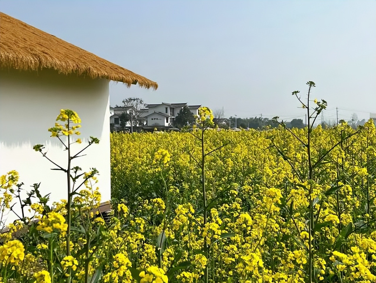 崇州五星村旅游攻略,崇州五星村打卡景点在哪里