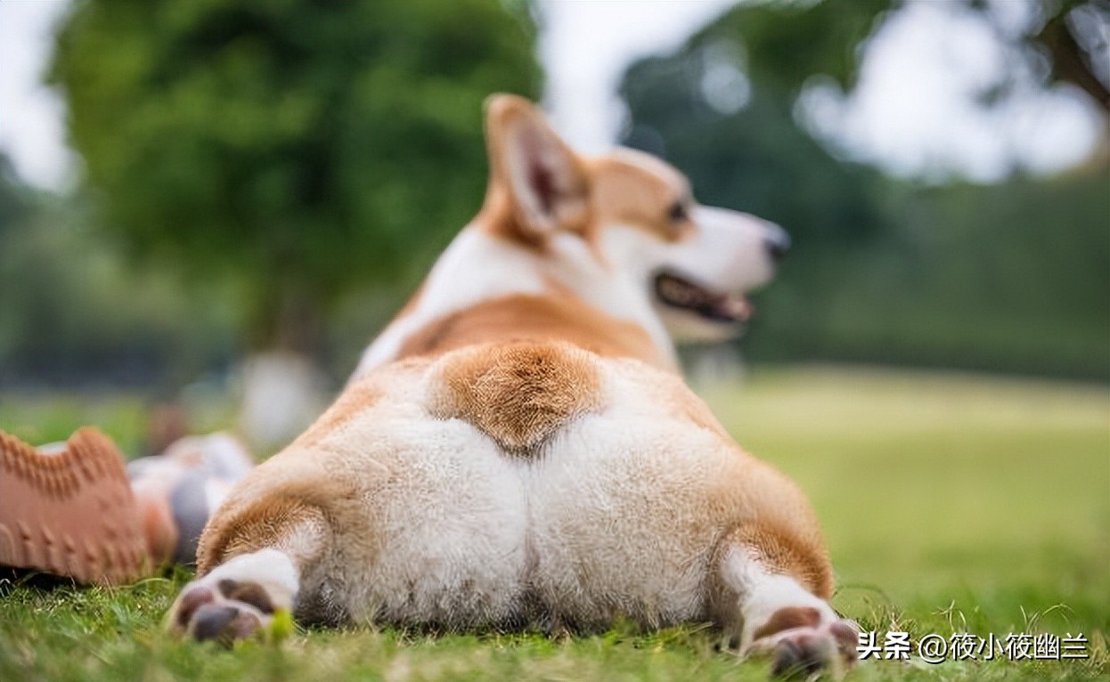 最全常见的27种狗狗你认识几种,各种狗狗介绍一览表