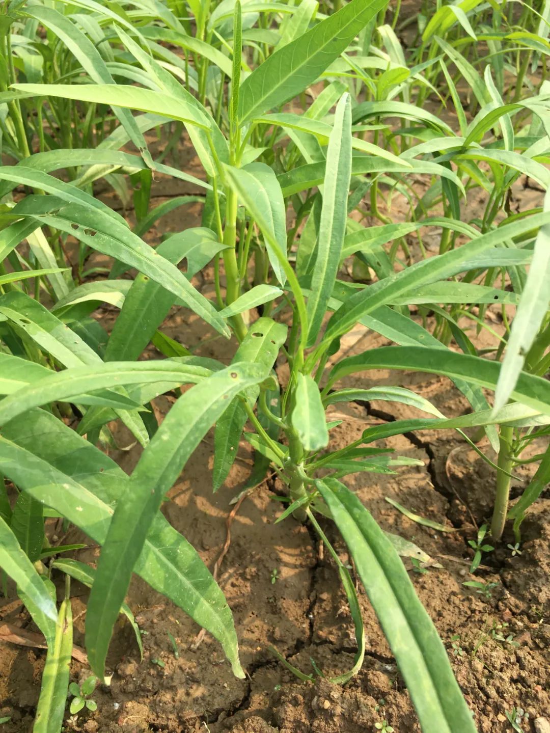 旭光车行雅迪电动车,旭光单车