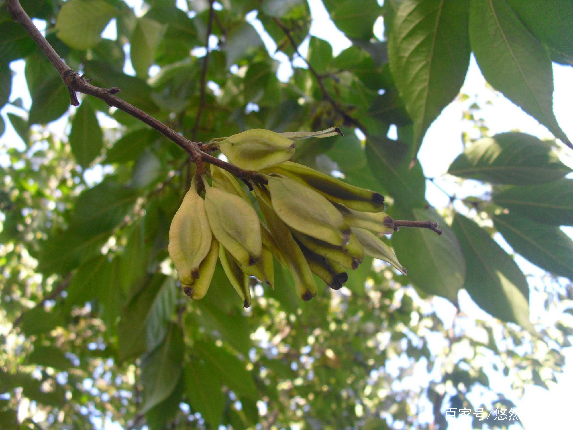 杜仲雄花有什么用?有4大价值,难怪市场价格高达600多元一斤