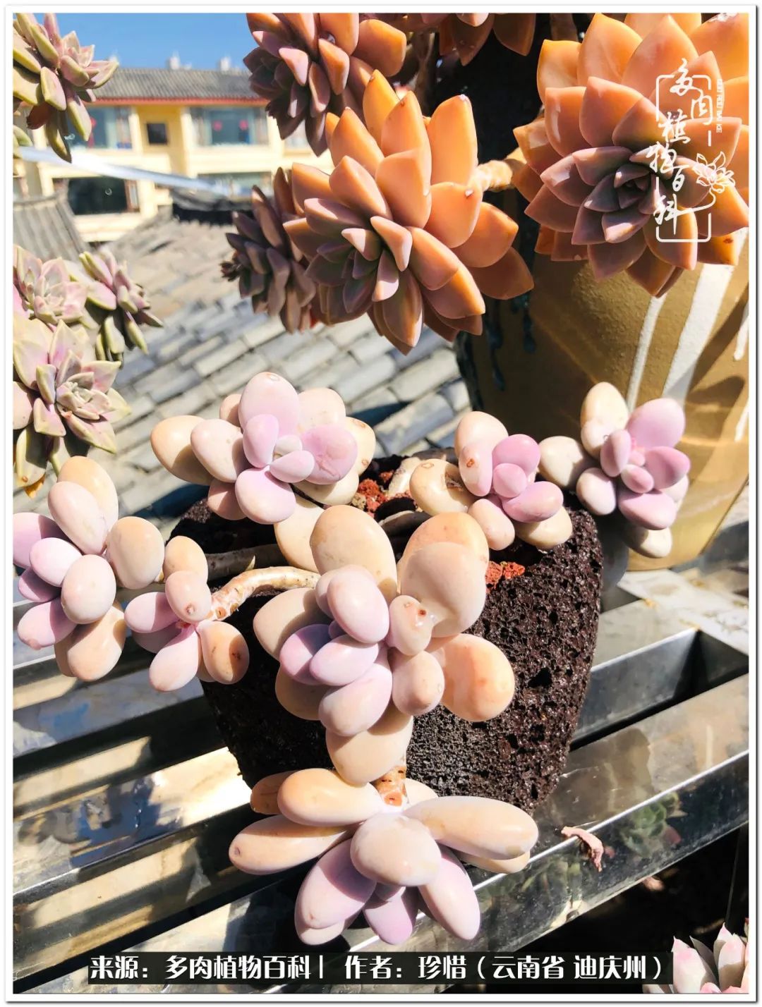 给生命一份淡然还岁月一份从容,给生命留一份洒脱的话