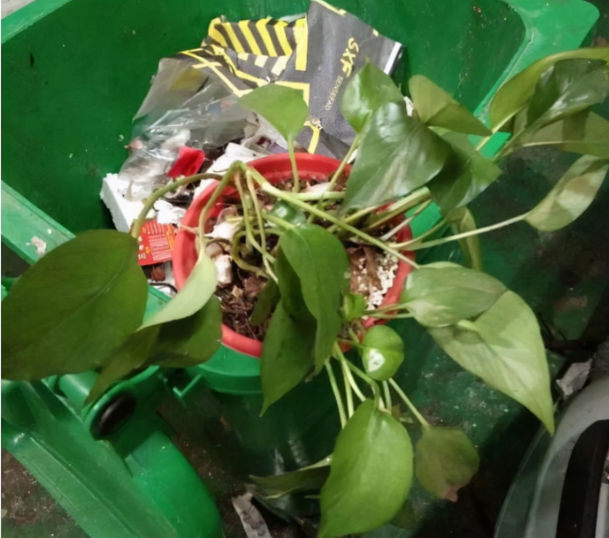 花市“捡漏”的6个小方法，学会了超省钱