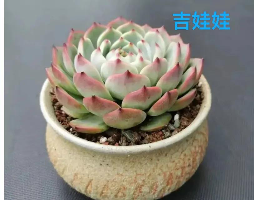 最好养不怕冷不怕热的多肉,新手小白养多肉教程