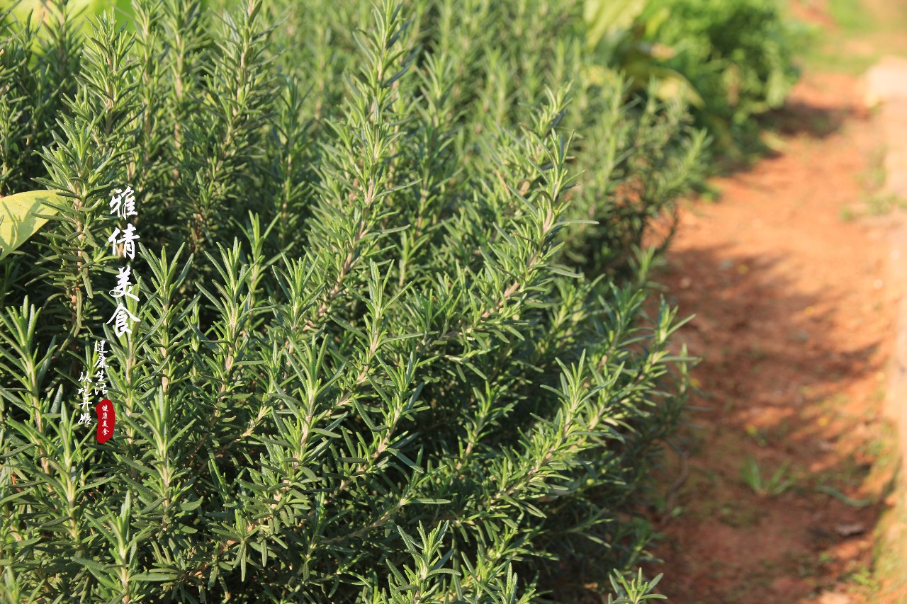 俗称“海洋之露”，牛排加它“锦上添花”，它还是天然美发美容剂