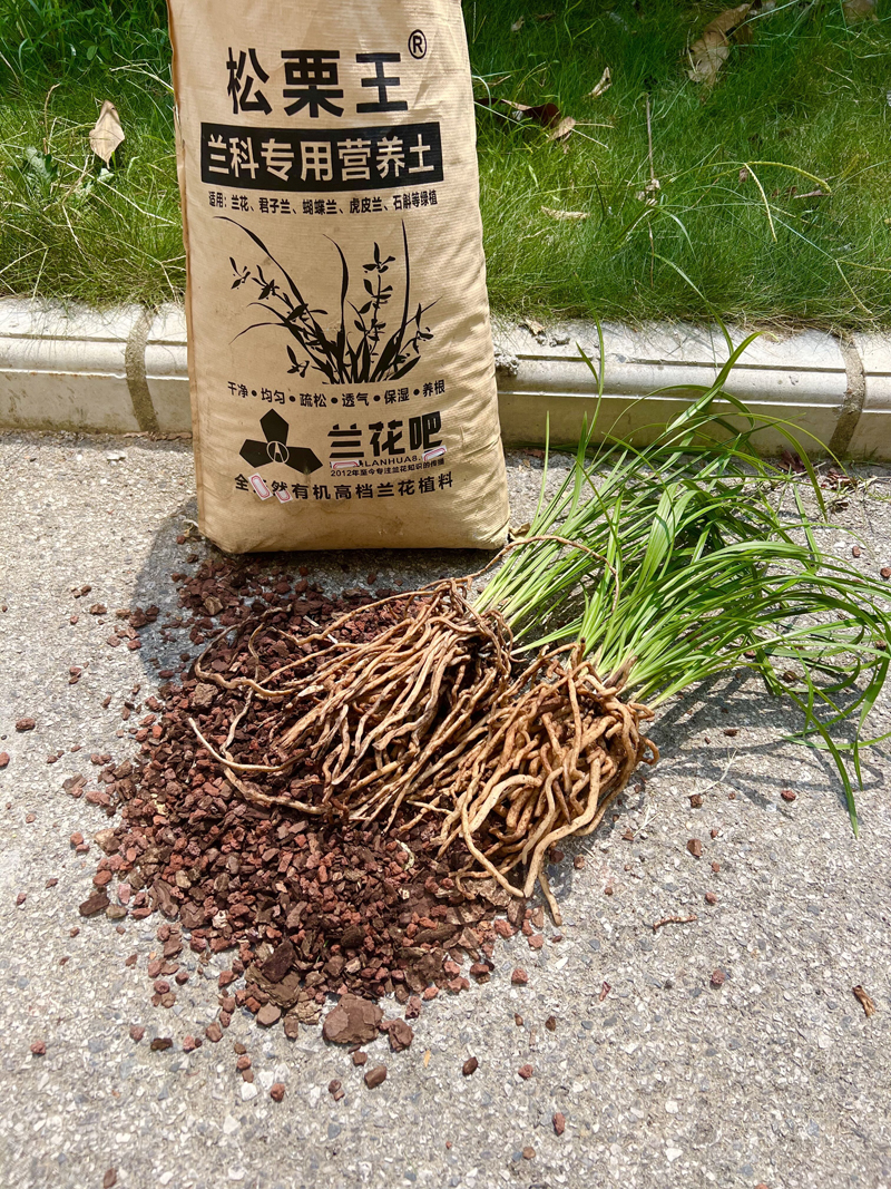 兰花怎么办才不烂根和空根,兰花该怎么养才好养活呢