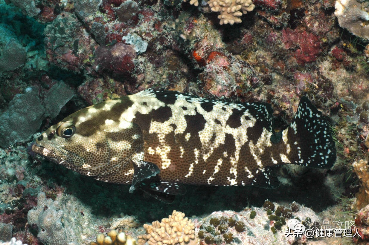 美容护肤食疗方案,美容护肤养生介绍