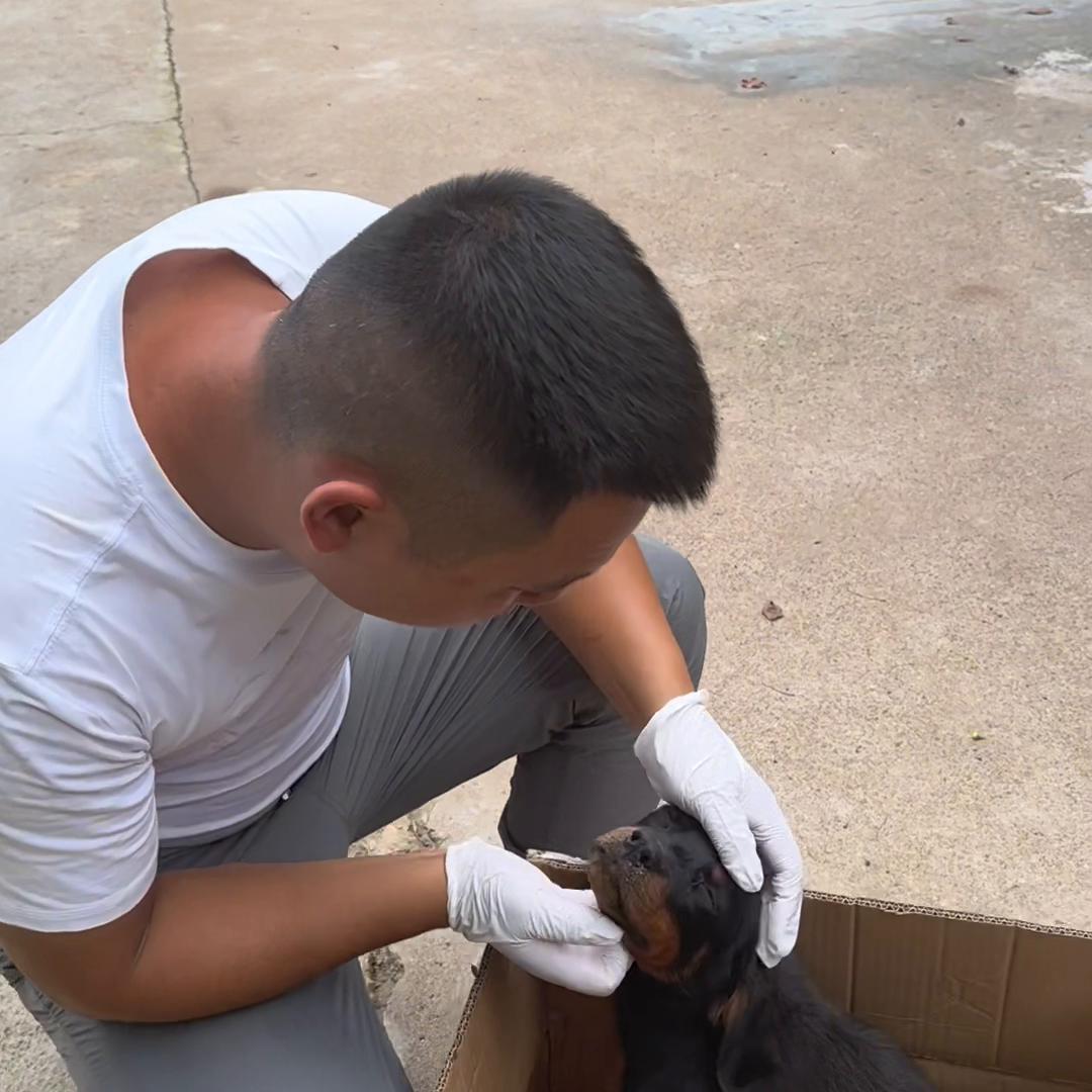 狗狗肺炎流脓鼻涕,罗威纳大型犬流鼻涕难喘气怎么办