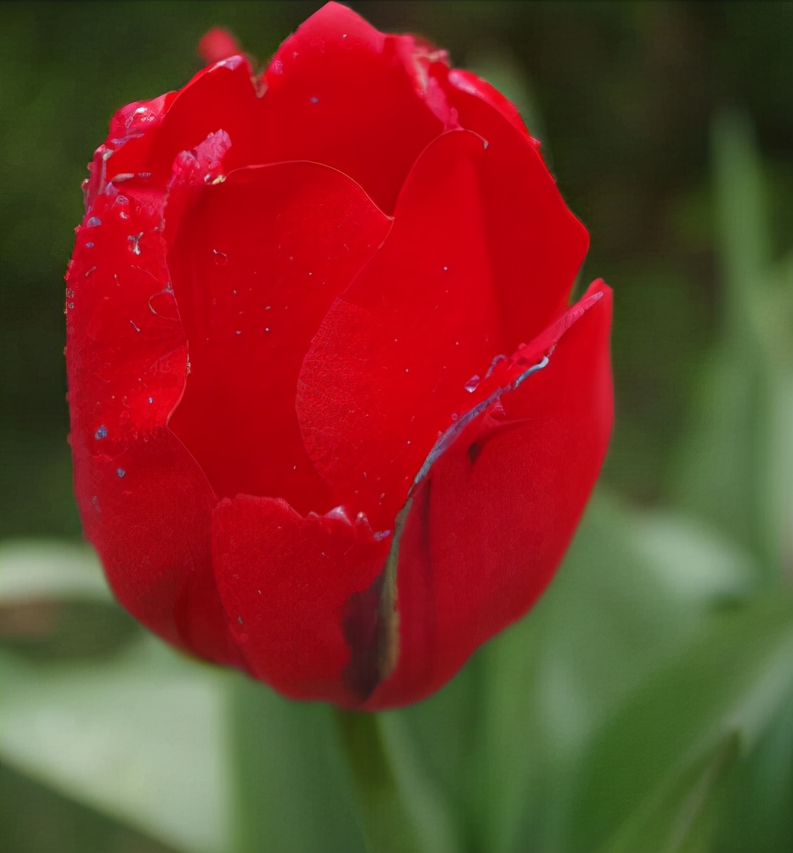 百种鲜花图片欣赏,十种最美丽的鲜花
