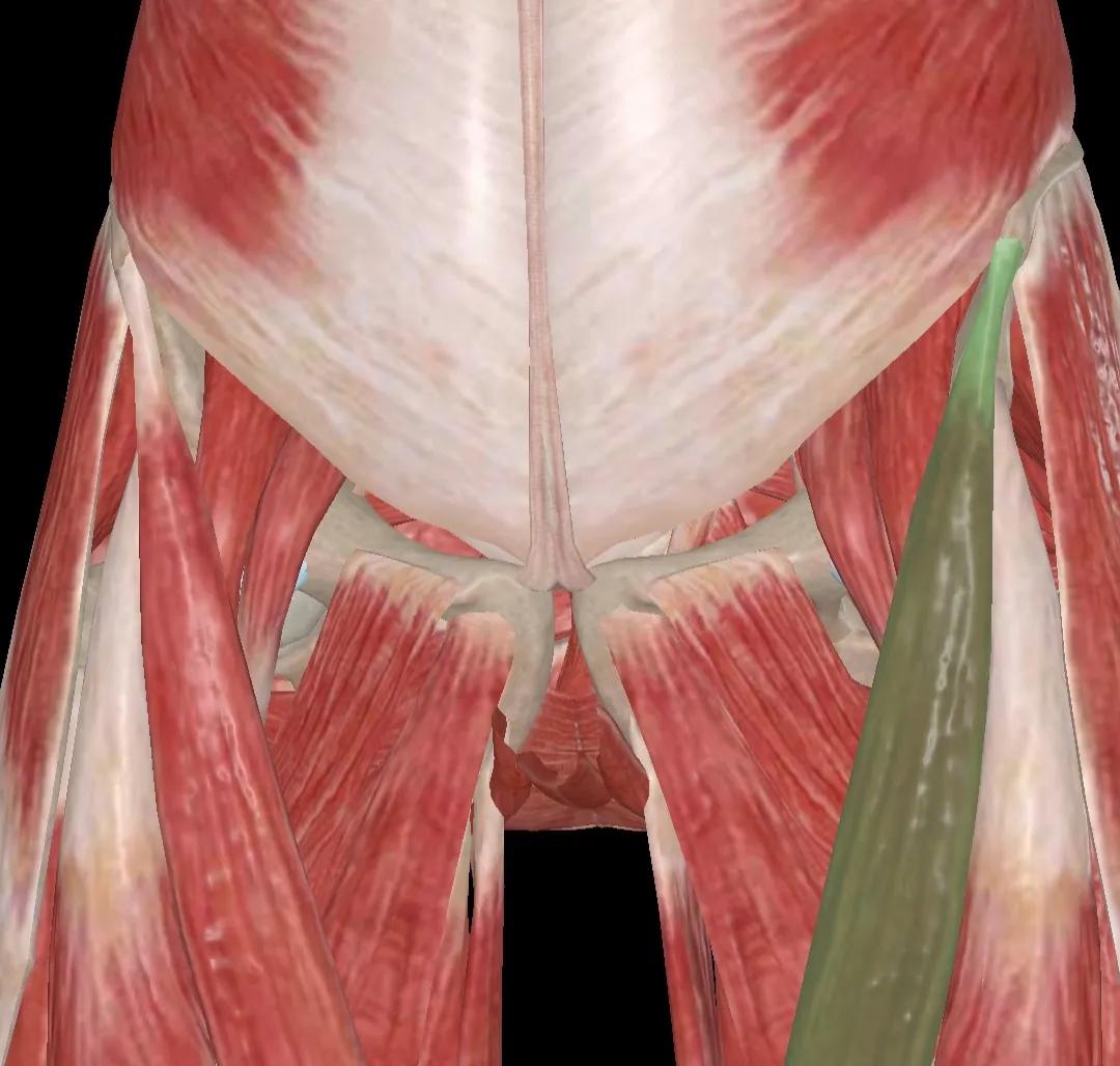 警惕｜跑完步后大腿根痛，一查竟是骨折了，青少年多见
