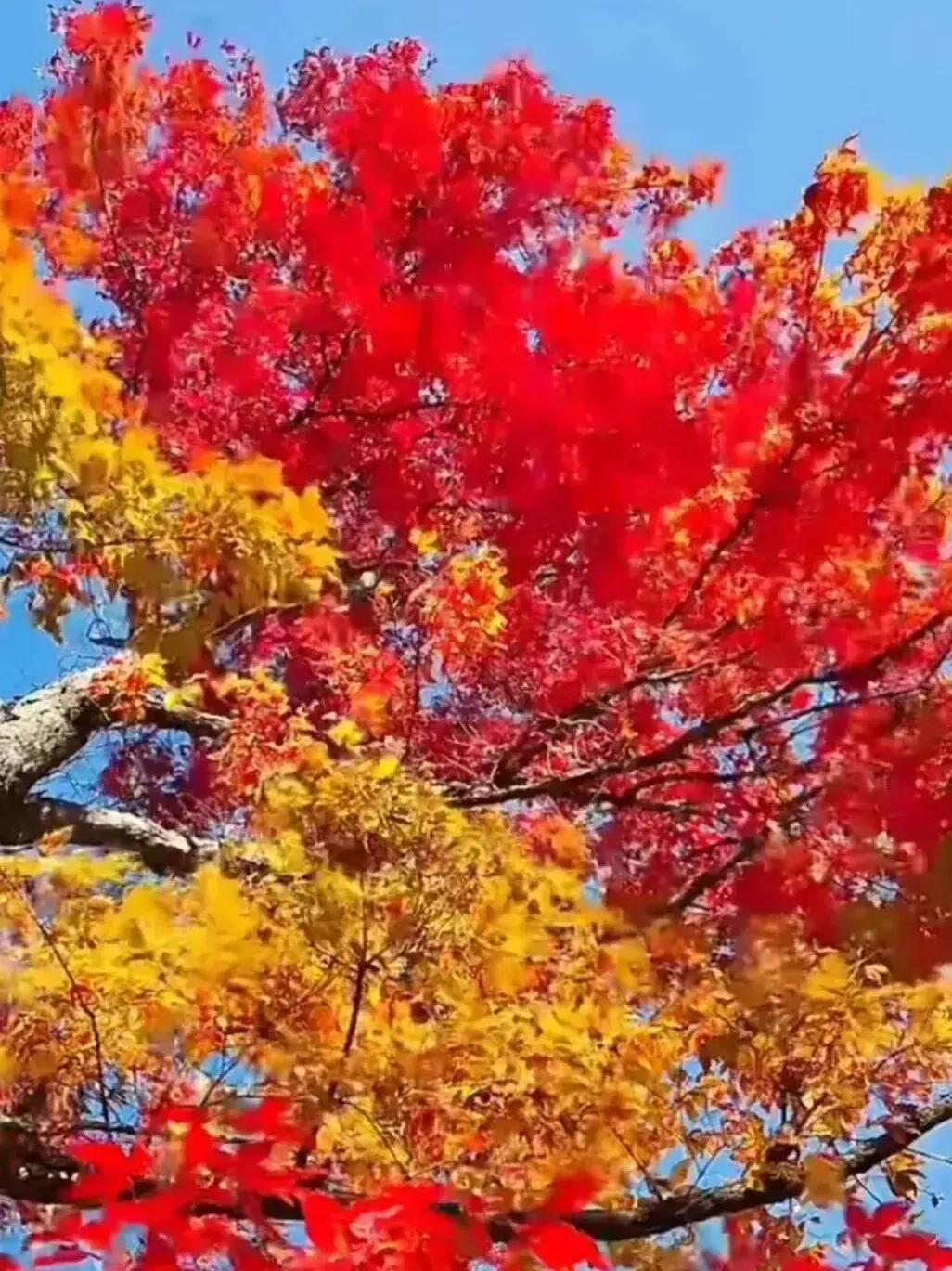 牙疼不是病的下半句,牙疼不是病段子