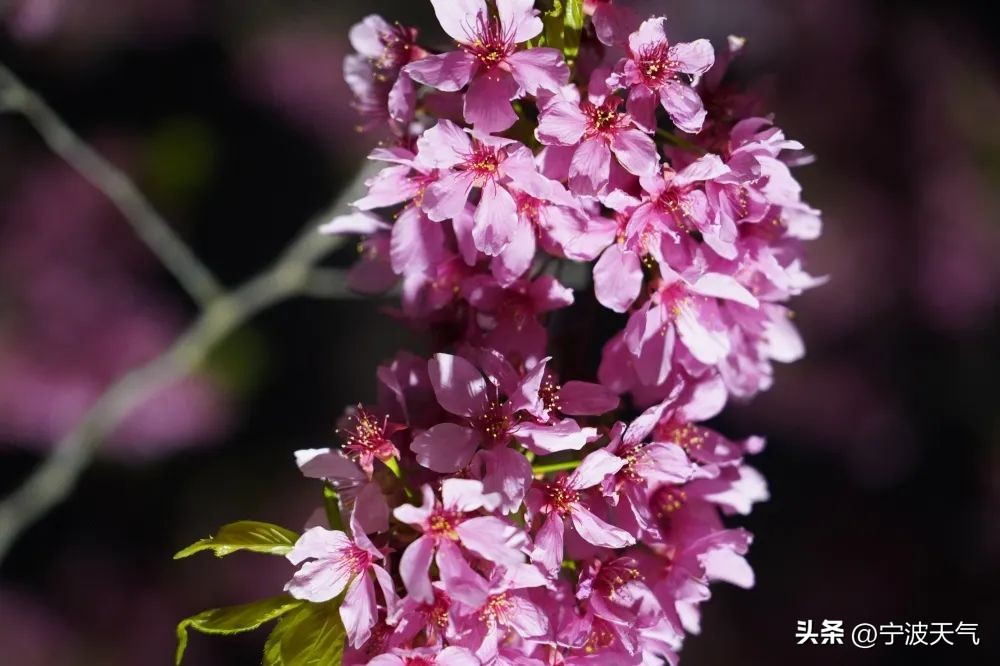 浪漫樱花雨宁波,宁波春天的樱花