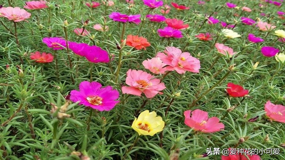 被公认阳台最好养的10种草,适合新手养的阳台植物